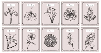 Vector set of botanical perfumery and cosmetic product label templates. Vintage hand-drawn illustration. Vintage style perfume designs. NOT AI generated 